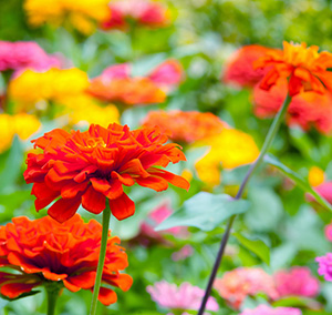 Aménagement paysager et jardin