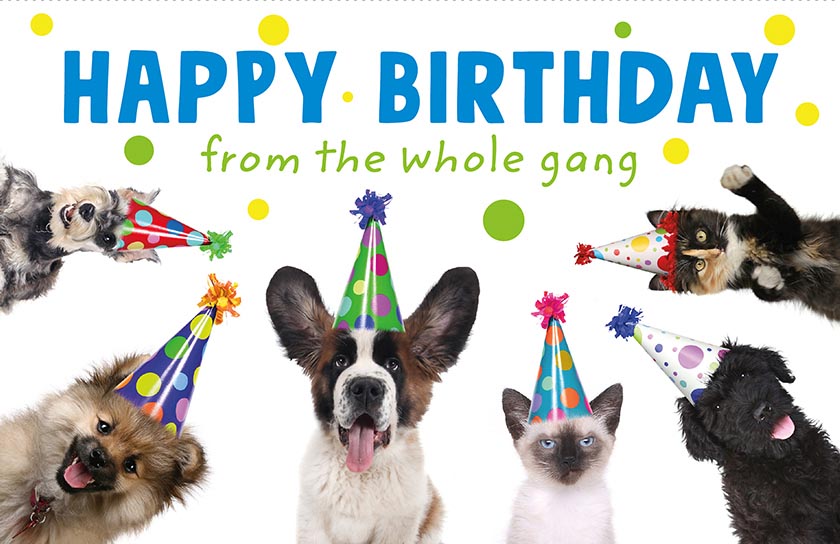 Dog party hats hot sale