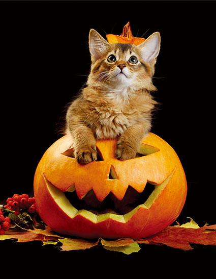 Halloween Kitten