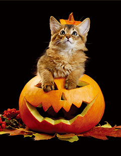 Halloween Kitten