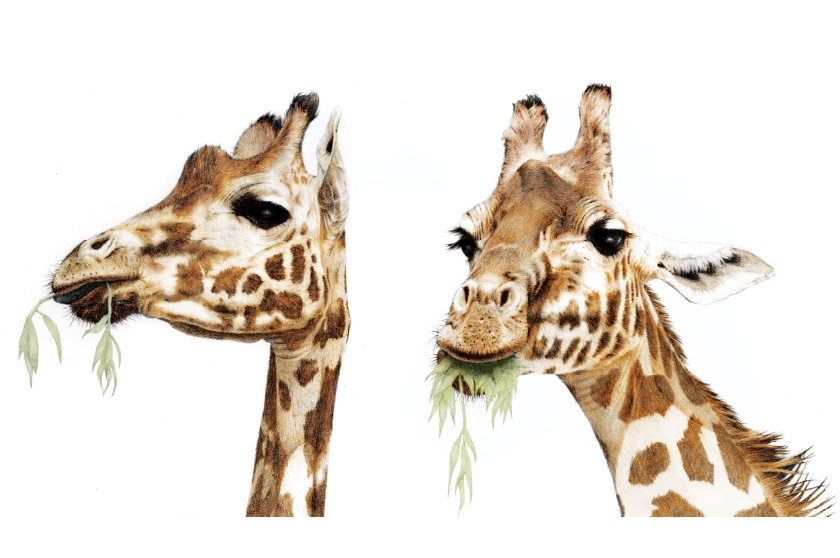 Giraffes