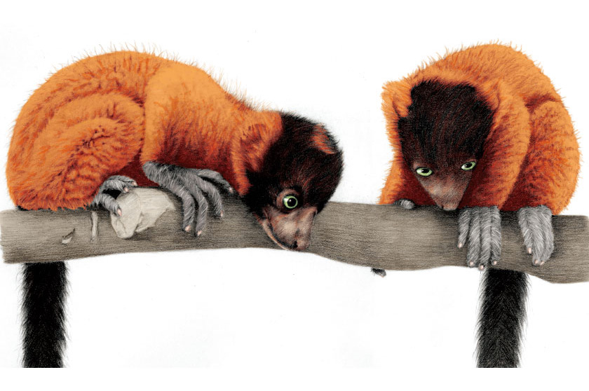 Lemurs