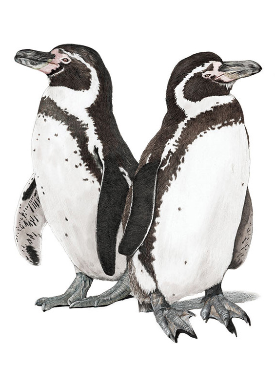 Pingüinos