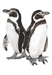 Pinguine