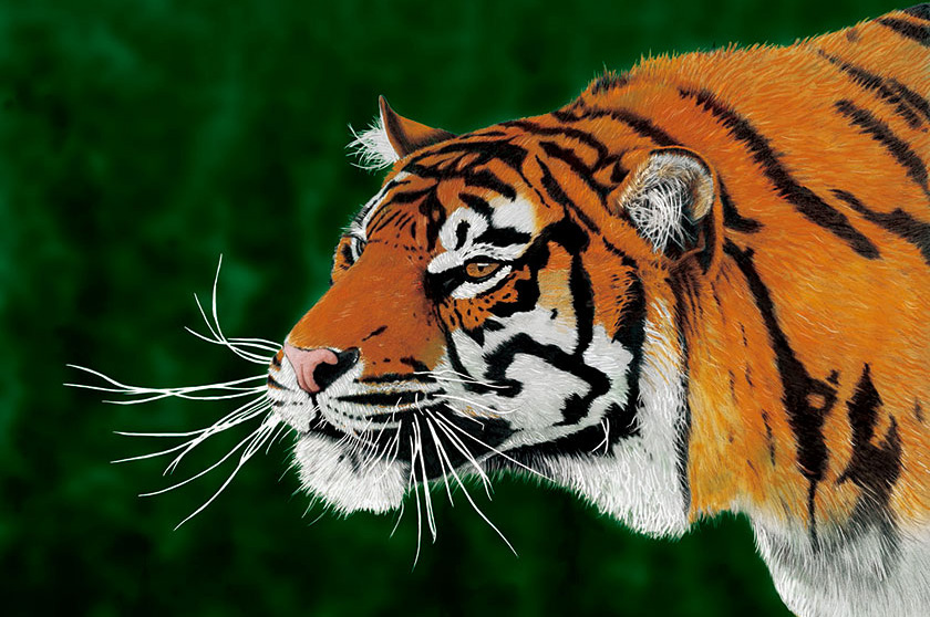 Zdjęcie tygrysa
