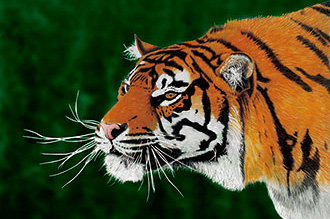 Foto do Tigre