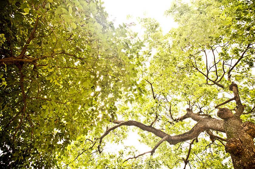 Een zonnige dag met bomen