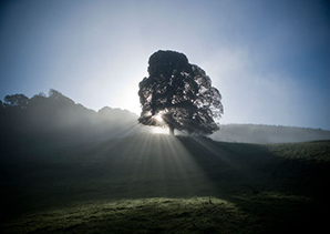 Rayos de sol y árboles