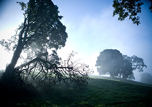 Soleil et arbres