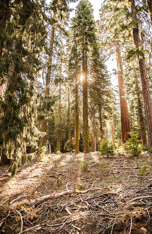 Park narodowy Yosemite