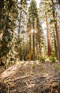 Parc national de Yosemite